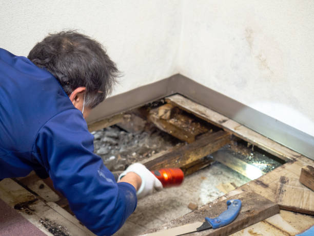 Best Mold Removal Company Near Me  in Meadow Glade, WA