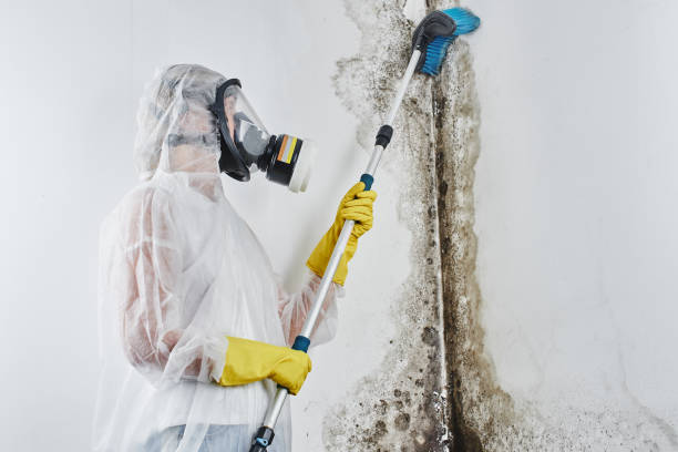 Best Office Mold Removal Services  in Meadow Glade, WA