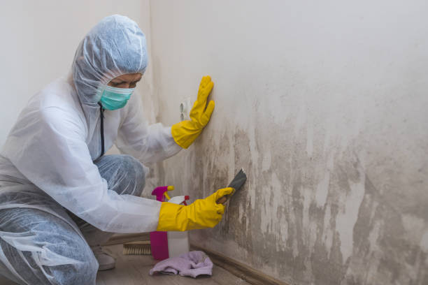 Best Emergency Mold Removal  in Meadow Glade, WA
