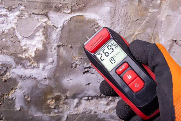 Best Mold Removal Near Me  in Meadow Glade, WA