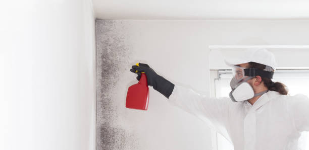 Best Mold Testing  in Meadow Glade, WA