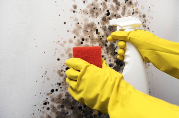 Best Home Mold Removal  in Meadow Glade, WA