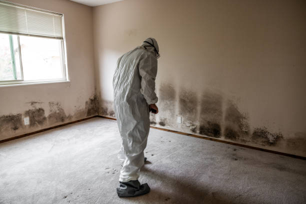 Best Best Mold Removal Companies  in Meadow Glade, WA