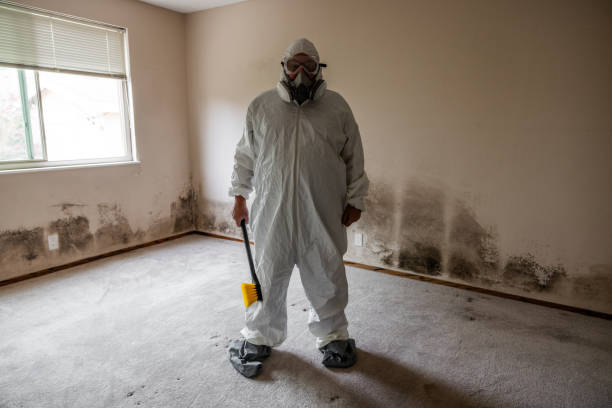Best Mold Remediation  in Meadow Glade, WA
