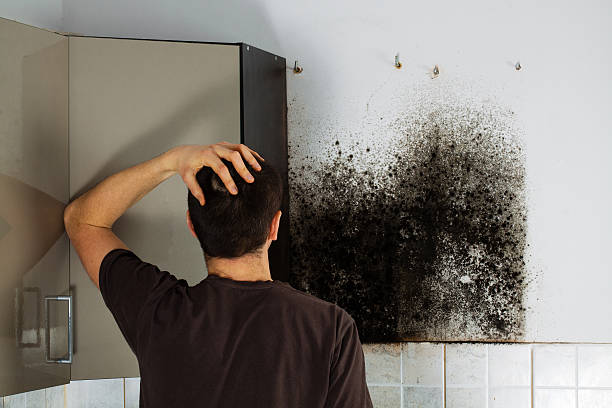 Best Residential Mold Removal  in Meadow Glade, WA