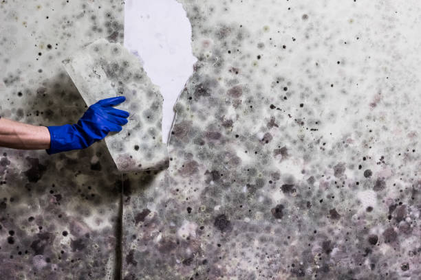 Best Mold Cleaning Services  in Meadow Glade, WA