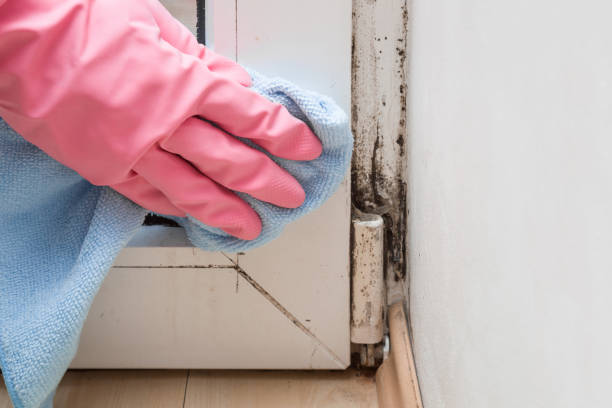 Best Water Damage Restoration  in Meadow Glade, WA