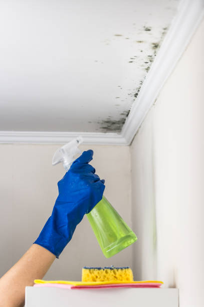 Best Same-Day Mold Removal  in Meadow Glade, WA